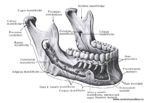 Соединение корня зуба со стенкой луночки происходит по типу